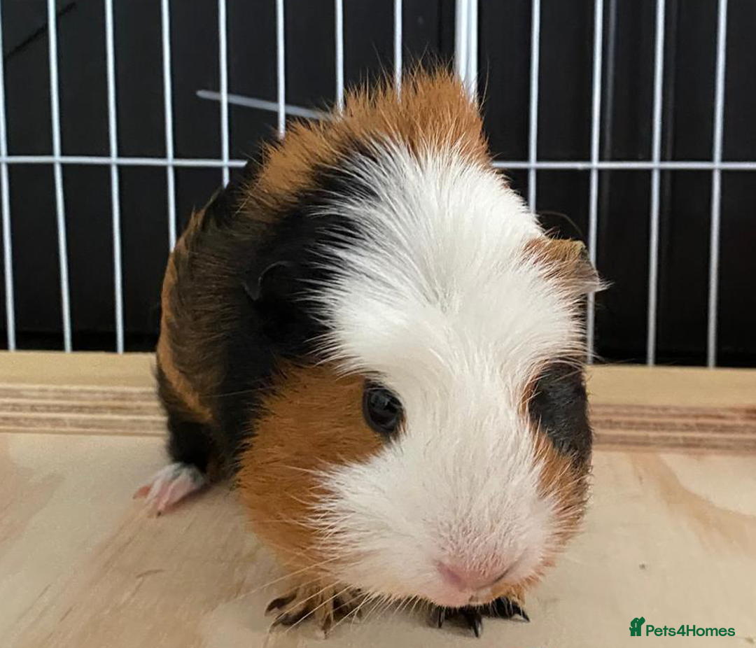 Guinea Pig rodents for sale: 3 Male Guinea Pigs - Image 11