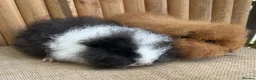 Guinea Pig rodents for sale: Swiss teddy baby sows - Advert 4