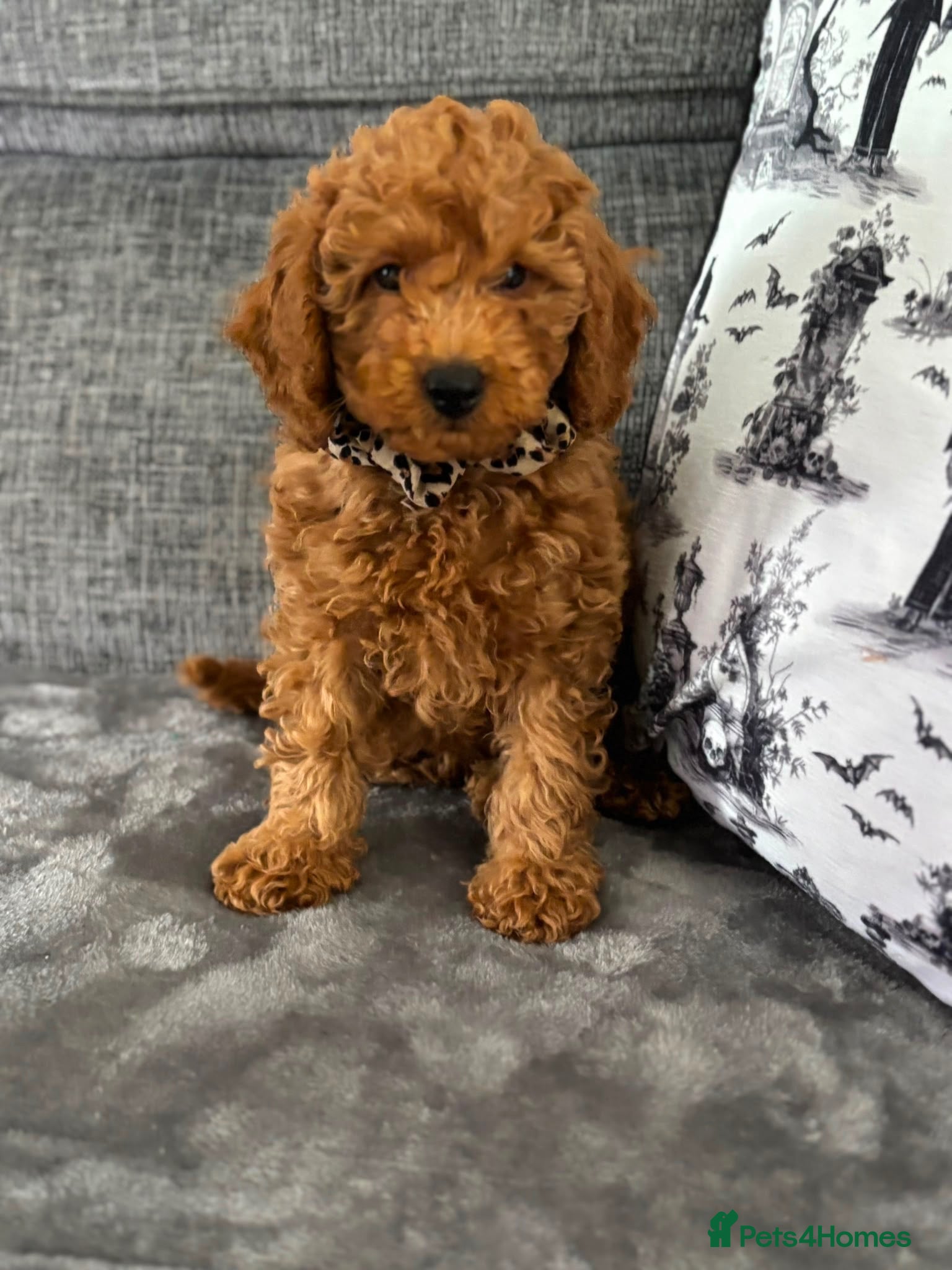 Miniature Poodle dogs Poodles puppies (Miniature) - Advert 6