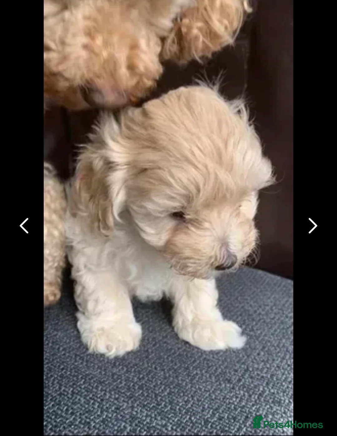 Maltese dogs for stud: Small Maltese dog for stud  in Stafford - Advert 4