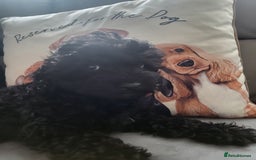 Cavapoo dogs for sale: Adorable F1B cavapoo puppies  - Image 3