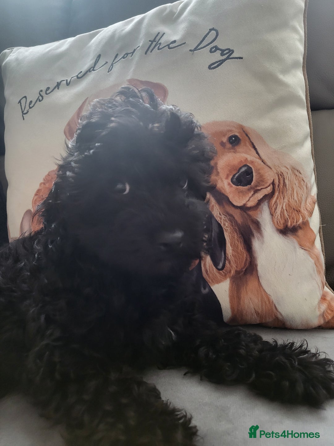 Cavapoo dogs for sale: Adorable F1B cavapoo puppies  - Image 3