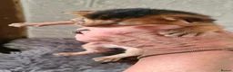 Abyssinian cats for sale: 4 Abysinnian registered boys - Advert 3