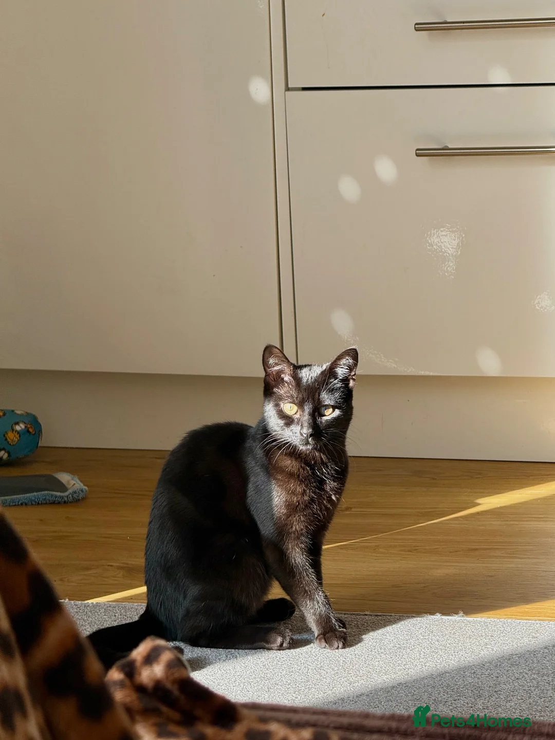 Mixed Breed cats for sale: Kitten looking to be re-homed - Advert 1