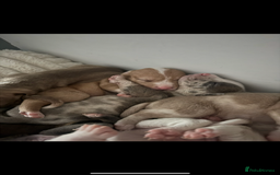 Mixed Breed dogs for sale: 7 Gorgeous Lurcher x Pocket Bully Pups  - Advert 2