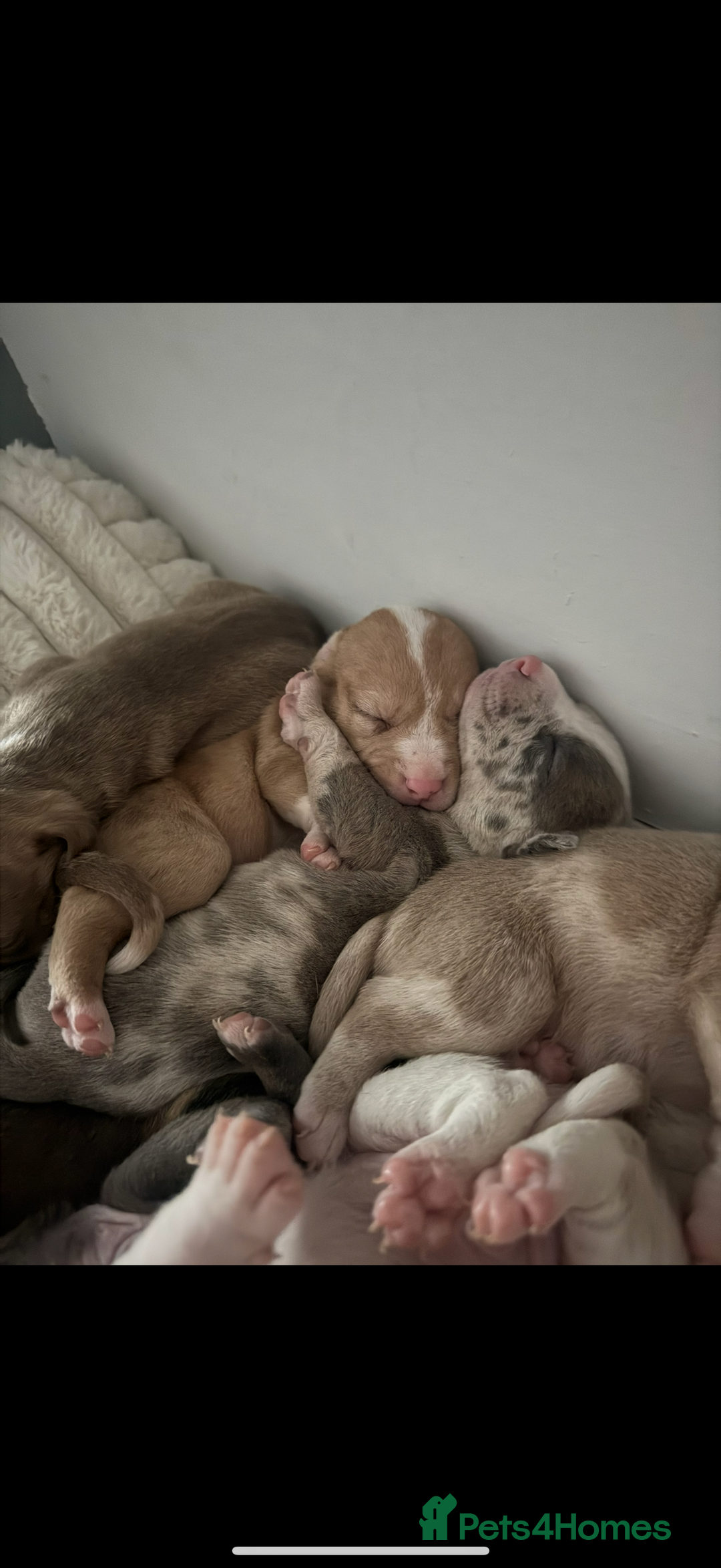 Mixed Breed dogs for sale: 7 Gorgeous Lurcher x Pocket Bully Pups  - Advert 2