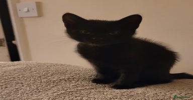 Domestic Shorthair cats - Advert 6