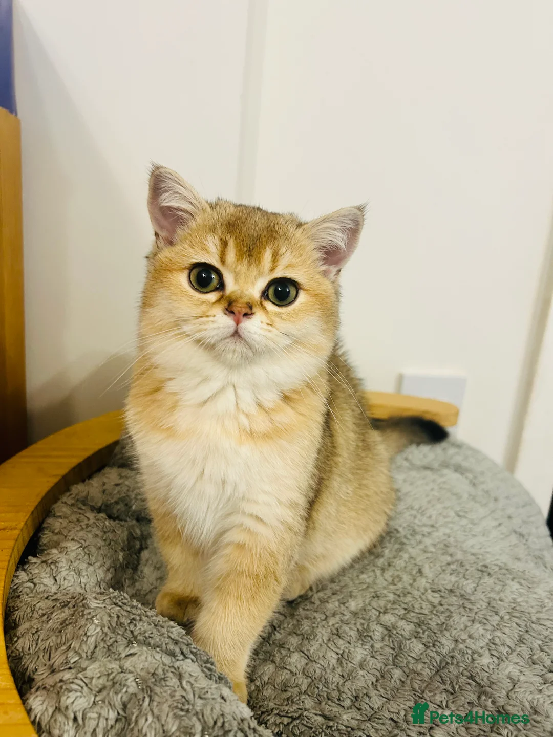 Scottish Fold cats for sale: Beautiful Golden Chinchilla kittens  - Advert 4