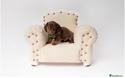 Miniature Dachshund dogs for sale: Beautiful miniature dachshunds - Image 8