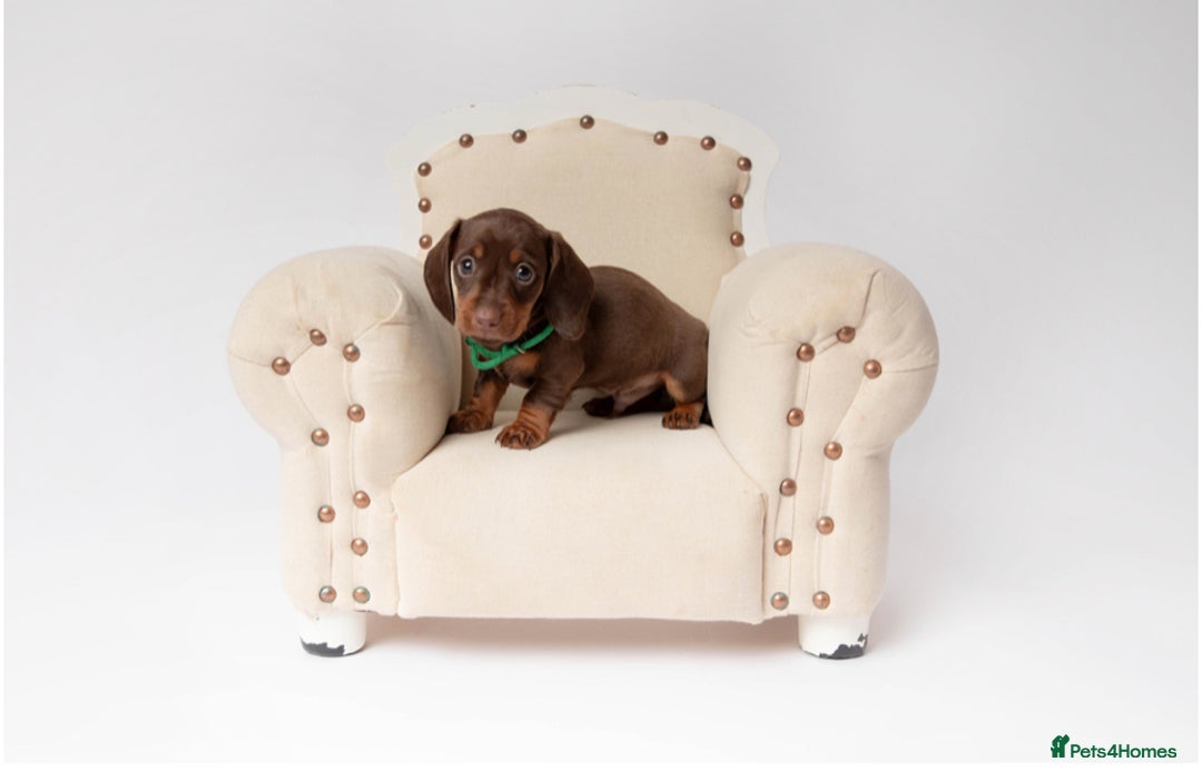 Miniature Dachshund dogs for sale: Beautiful miniature dachshunds - Image 8
