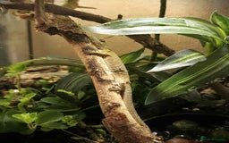 Gecko reptiles for sale: Bauers Chameleon Geckos & Set up - Image 3