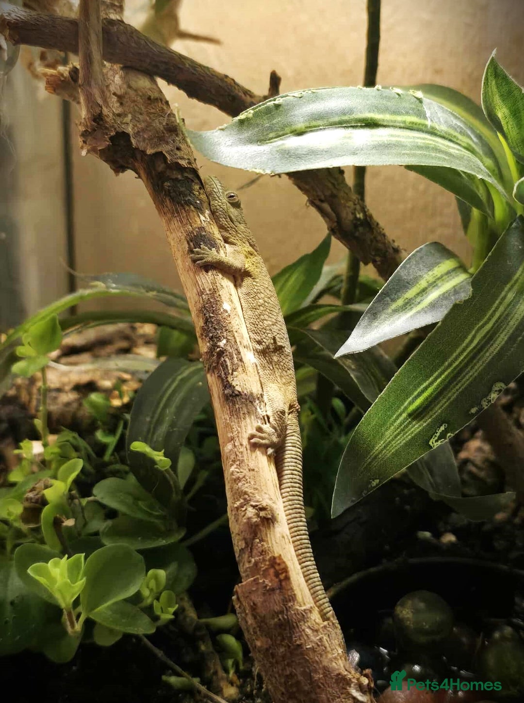 Gecko reptiles for sale: Bauers Chameleon Geckos & Set up - Image 3
