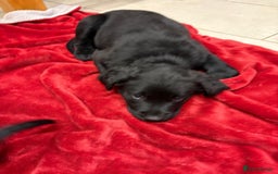 Mixed Breed dogs for sale: Rare black golden cocker puppies - Image 9