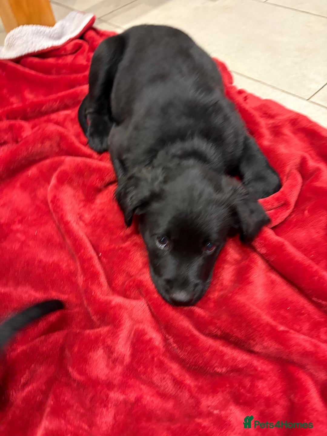 Mixed Breed dogs for sale: Rare black golden cocker puppies - Image 9