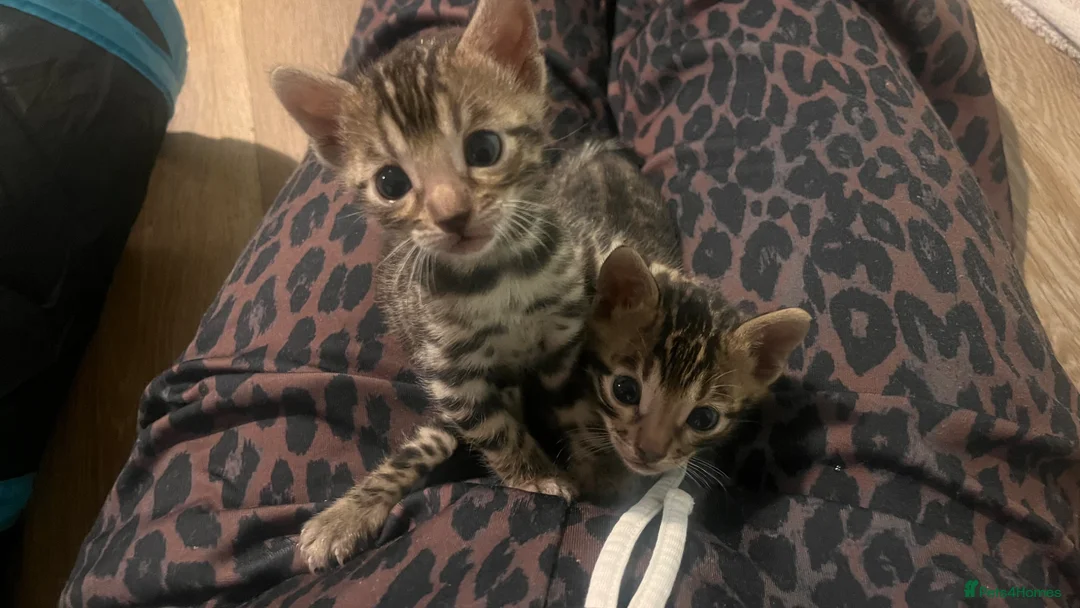 Bengal cats for sale: Bengals for sale! in Worcester - Advert 6