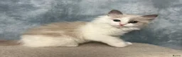 Ragdoll cats for sale: 🤍 READY NOW Lilac Mink Bicolour Cherubim Girl 🤍 - Advert 5