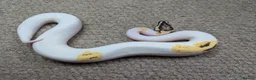 Python Snake reptiles for sale: 2025 Royal Pythons available  in Telford - Advert 5