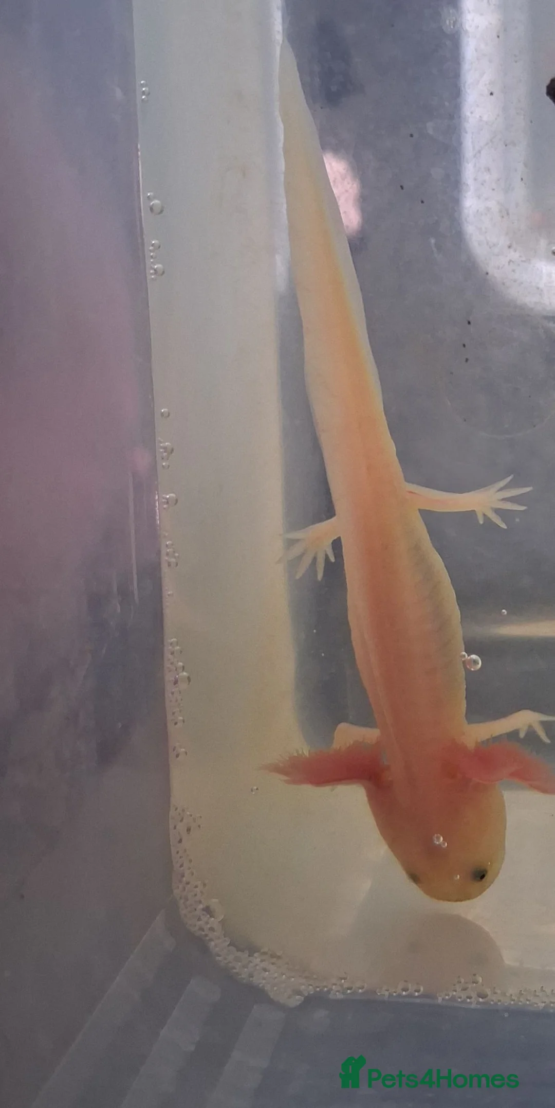 Axolotl reptiles for sale: Axolotl Eggs in Havant - Advert 2