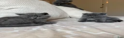Scottish Fold cats for sale: Gorgeous blue Scottish folds/straights - Advert 3
