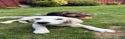 Golden Retriever dogs for adoption: Golden Retriever & Bestie Looking For Home ❤️ - Advert 6