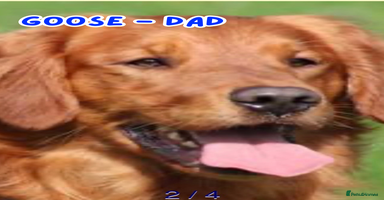 Golden Retriever dogs - Advert 2
