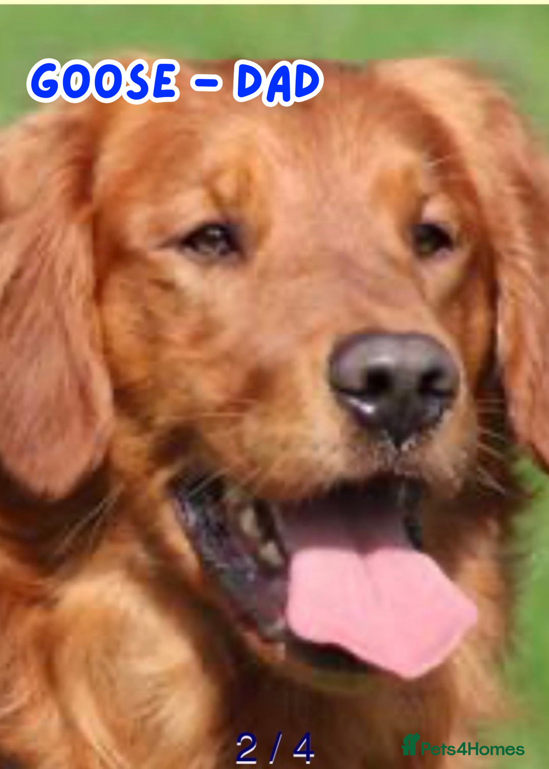 Golden Retriever dogs for sale: KC Registered Golden Retriever Puppies FOR SALE 🐾 - Image 3