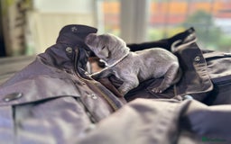 Weimaraner dogs for sale: 🐾Adorable KC Registered Weimaraner Puppies🐾 - Image 28