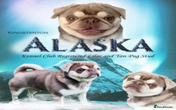 Pug dogs for stud: lilac tan pug KC & 5panel health tested in Newcastle - Image 3