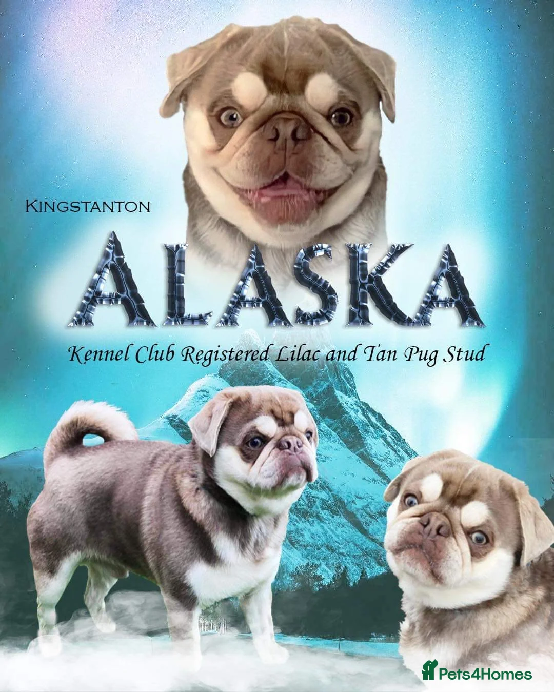 Pug dogs for stud: lilac tan pug KC & 5panel health tested - Advert 4