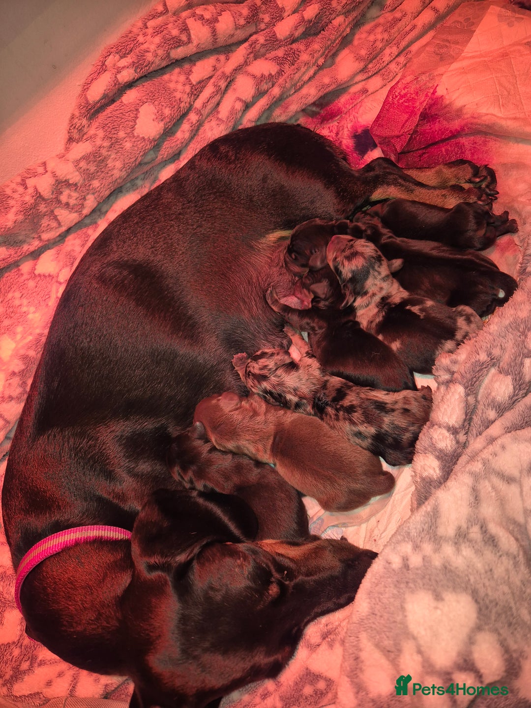 Miniature Dachshund dogs for sale: ❤️ 🐕 Miniature Dachshunds  - Image 2