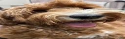 Australian Labradoodle dogs for sale: ***MR BRINKLEY'S PUPPIES*** - Advert 14