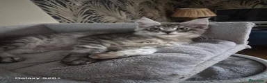 Maine Coon 2