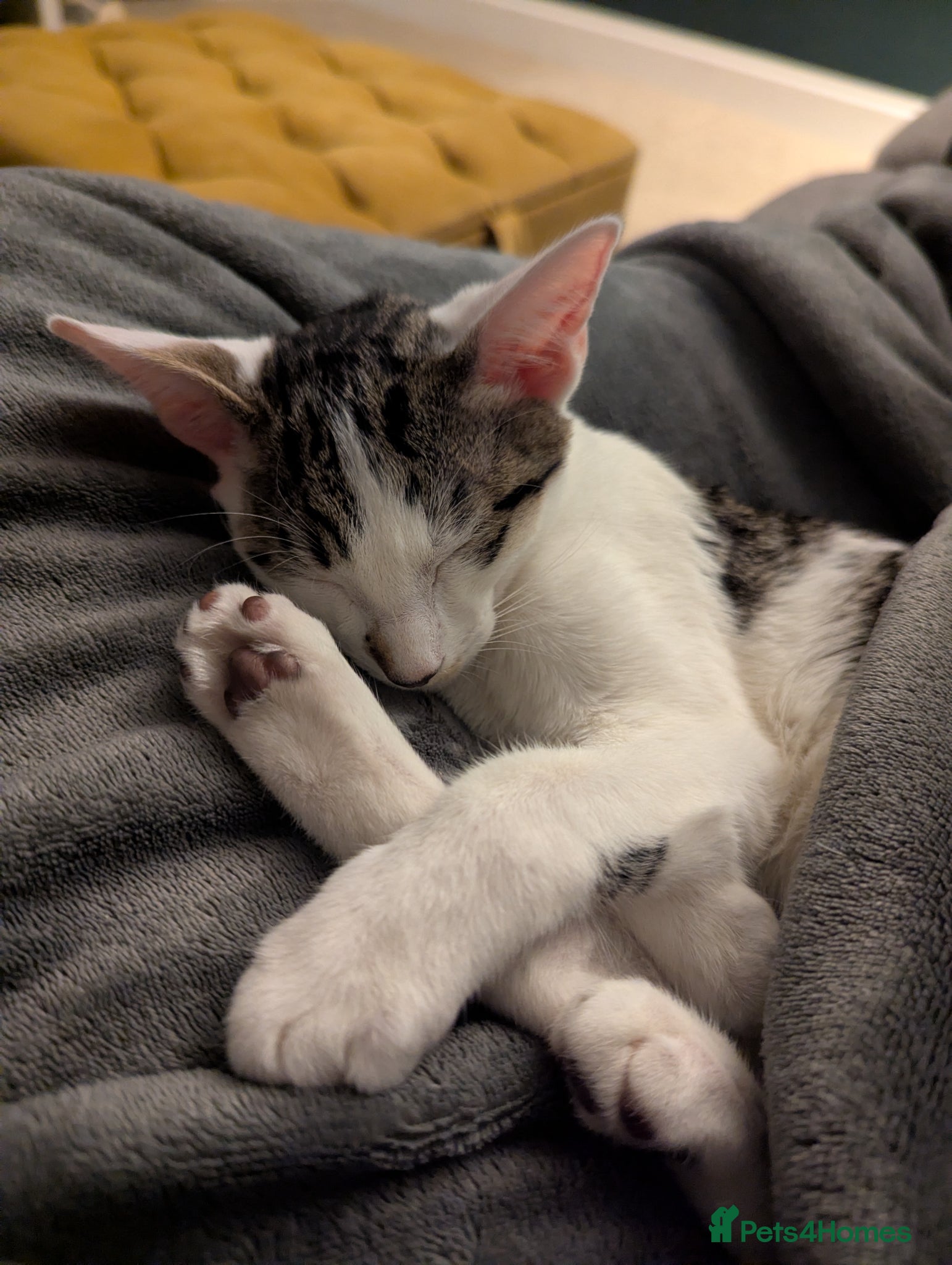 Oriental cats Lovely oriental boy for rehome - Advert 4