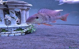 Cichlids fish for sale: Beautiful and healthy silver Arowana and Geo. - Image 3