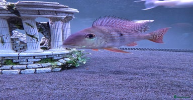 Cichlids fish - Advert 9