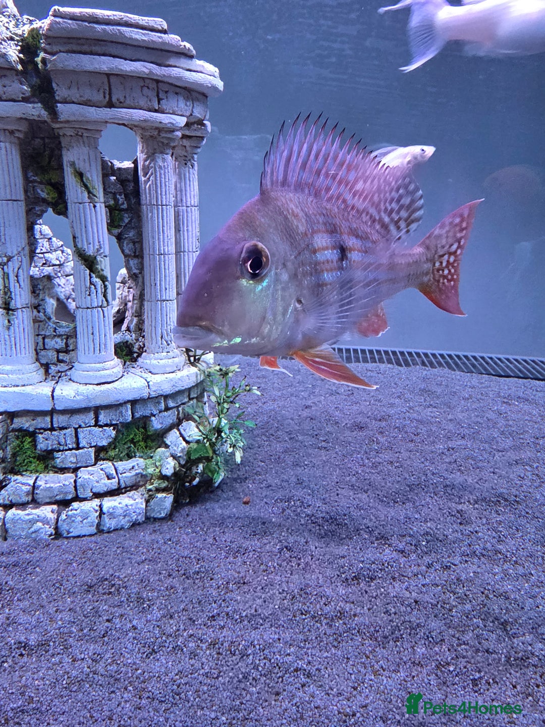 Cichlids fish for sale: Beautiful and healthy silver Arowana and Geo. - Image 3