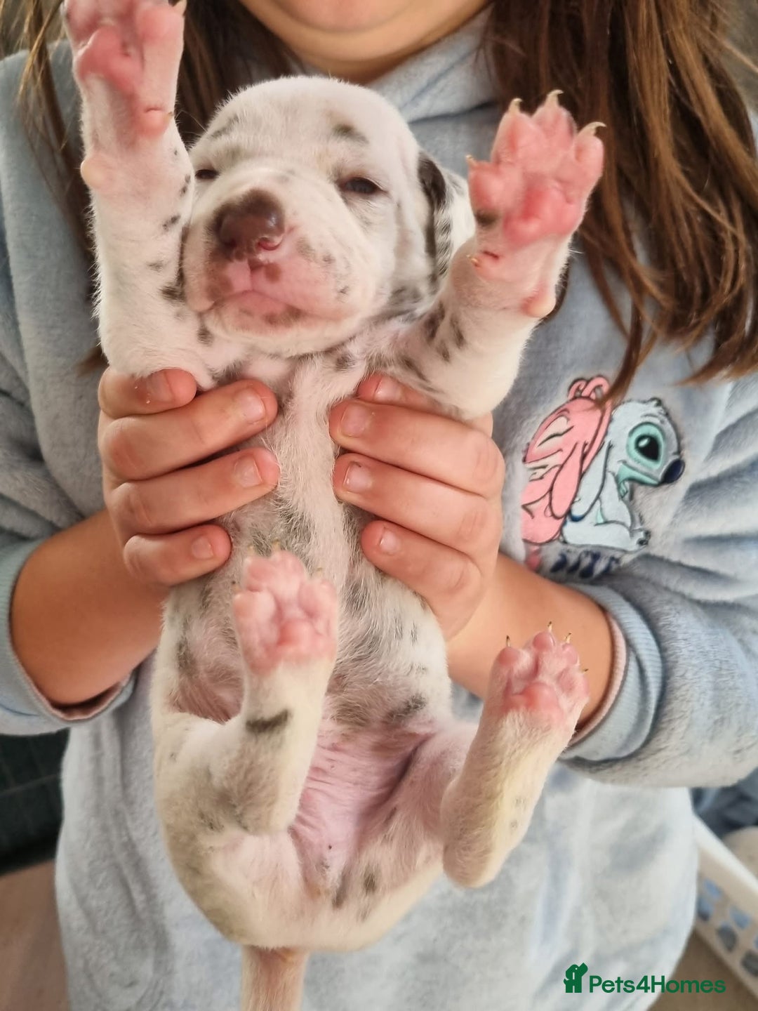 Dalmatian dogs for sale: Beautiful KC registered litter of dalmations  - Image 34