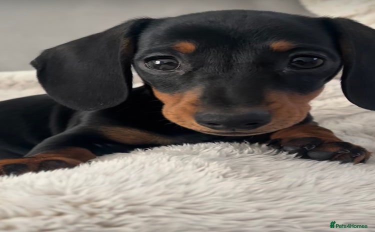 Miniature Dachshund dogs - Advert 19