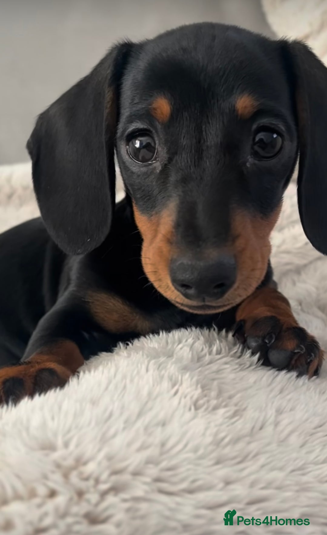 Miniature Dachshund dogs for sale: * REDUCED*READY NOW miniature dachshund puppies  - Image 1