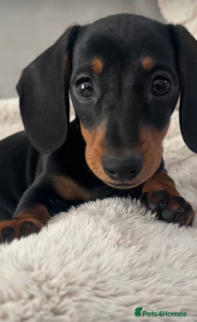Miniature Dachshund dogs - Advert 4