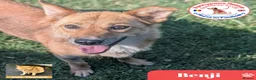 Mixed Breed dogs for adoption: Benji  - Advert 1