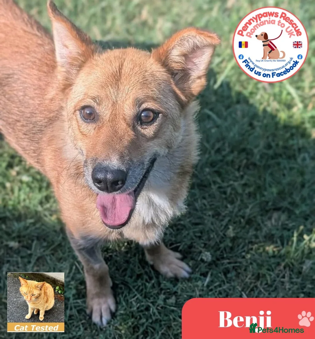 Mixed Breed dogs for adoption: Benji  - Advert 1
