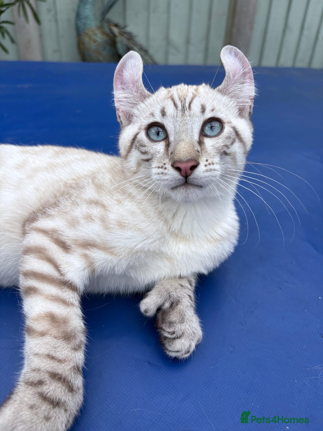 Keetso cats for sale: The best Keetso boy ever  - Image 11
