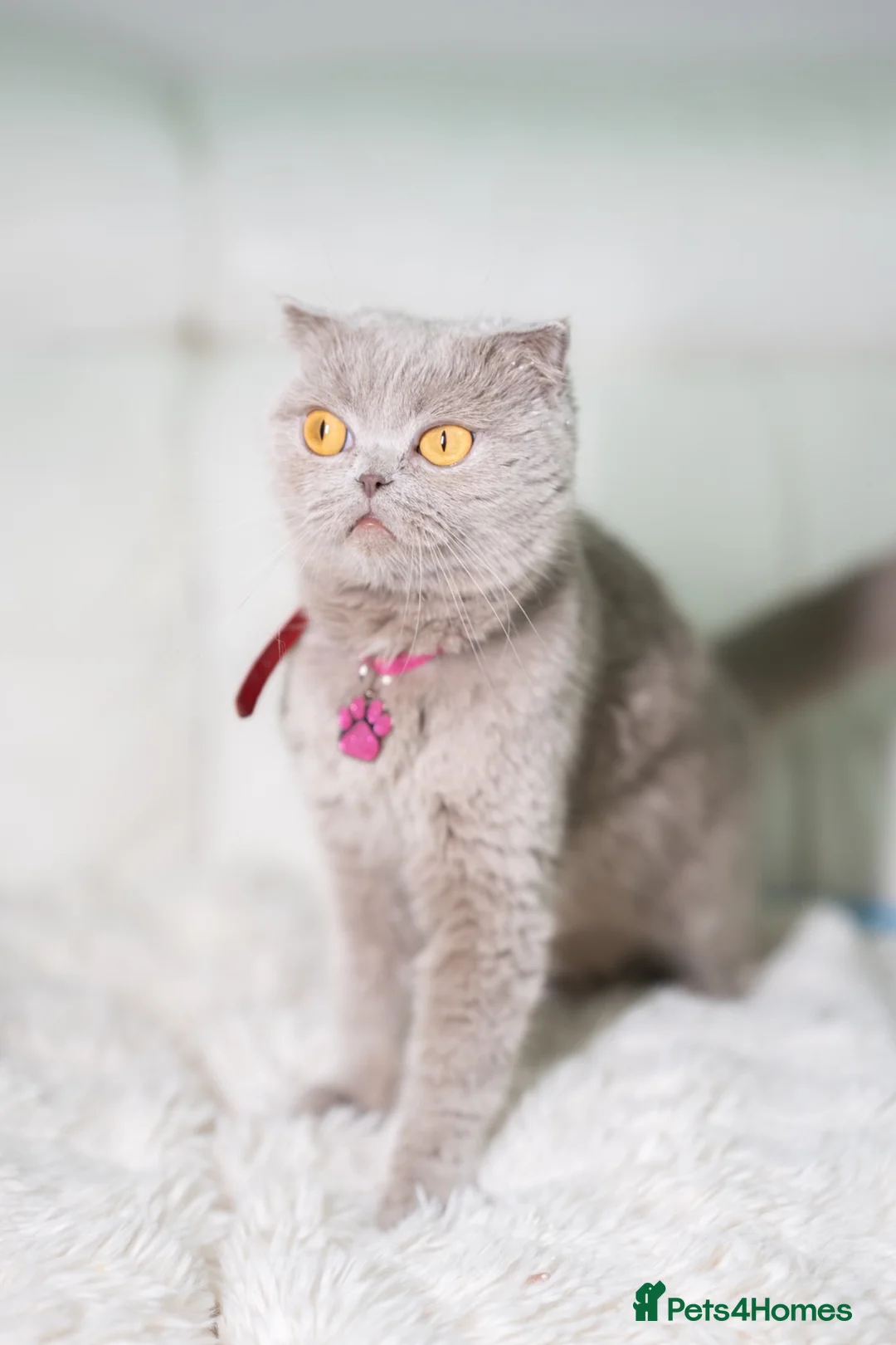 Scottish Fold cats for sale: Scottish fold/British short hair females  in Birmingham - Advert 2