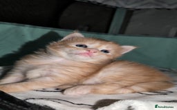 Maine Coon cats for sale: Exceptional Red Silver Tabby Maine Coon Male - Image 5