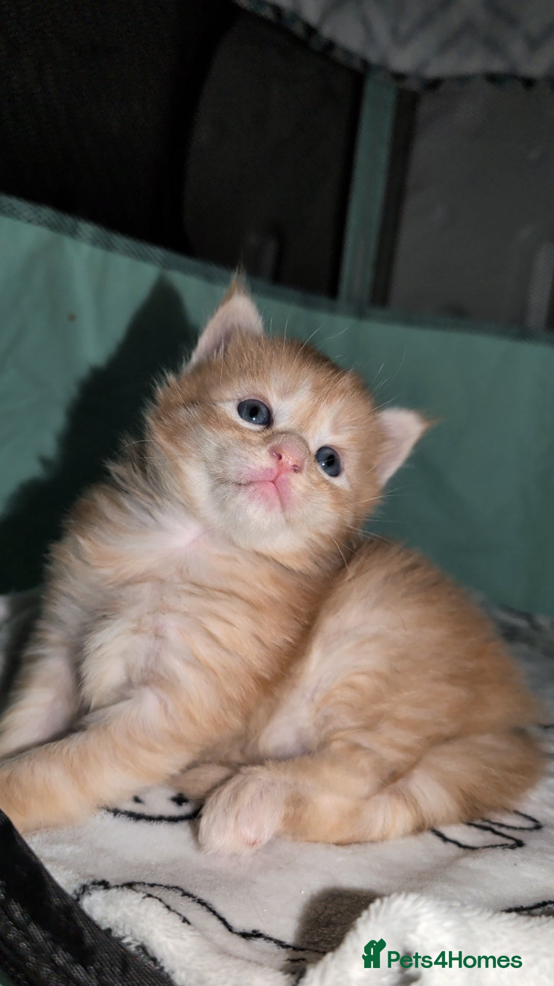 Maine Coon cats for sale: Exceptional Red Silver Tabby Maine Coon Male - Image 5
