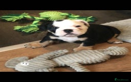 Olde English Bulldogge dogs for sale: Olde english bulldogge puppies  - Advert 24
