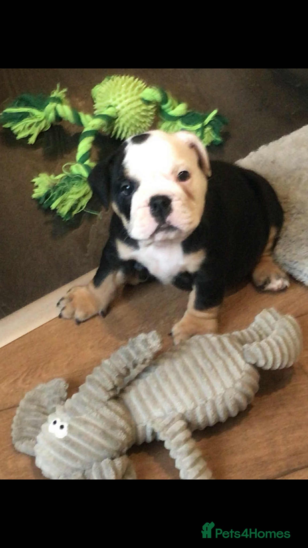 Olde English Bulldogge dogs for sale: Olde english bulldogge puppies  - Advert 24