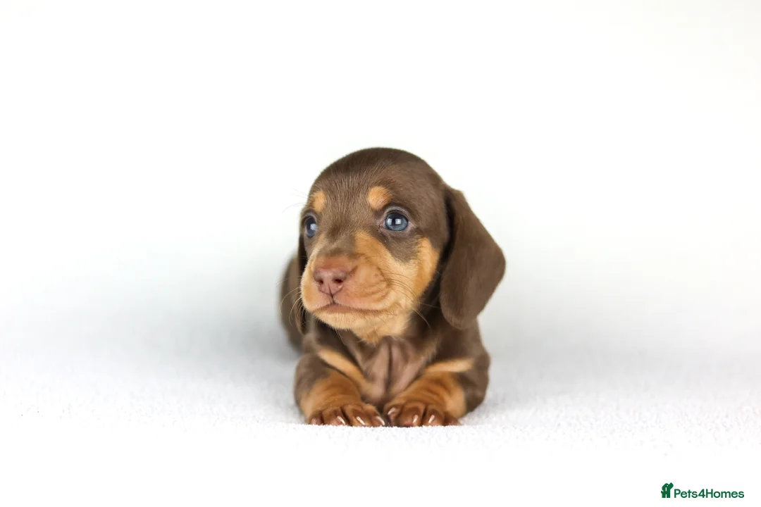 Miniature Dachshund dogs for sale: Miniature dachshund beautiful litter - Advert 7