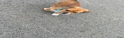 Mixed Breed dogs for sale: 13 weeks old Chihuahua shitzu mix - Advert 3